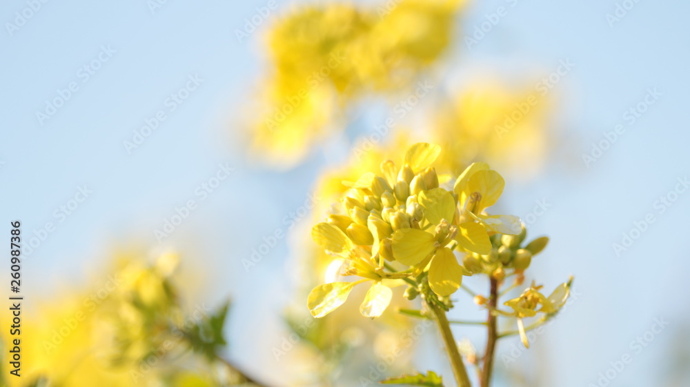 春に咲くの菜の花　荒子川公園