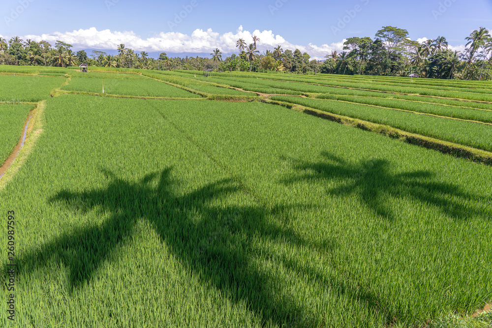 Landscape with rice fields and palm tree at sunny day in island Bali, Indonesia. Nature and travel concept Landscape with rice fields and palm tree at sunny day in island Bali, Indonesia. Nature and travel concept
