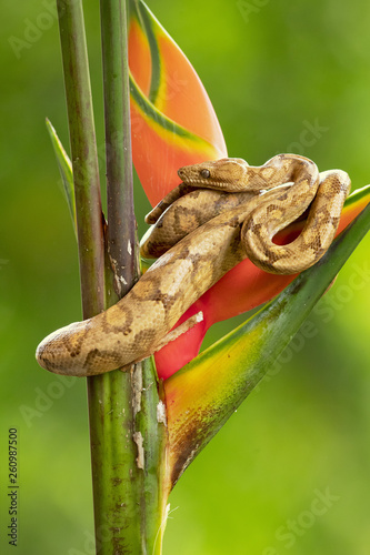 Corallus annulatus is a non-venomous boa species found in Central and South America. Three subspecies are currently recognized, including the nominate subspecies described here