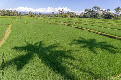 Landscape with rice fields and palm tree at sunny day in island Bali  Indonesia. Nature and travel concept