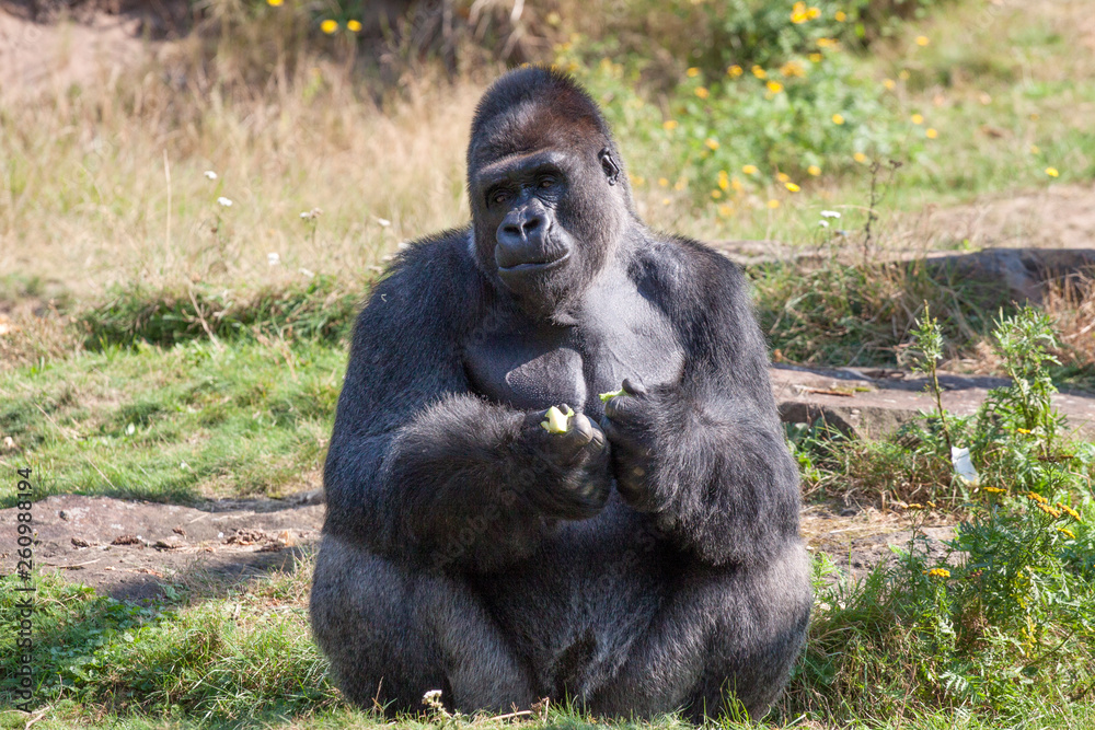 Black lowland gorilla in various postures
