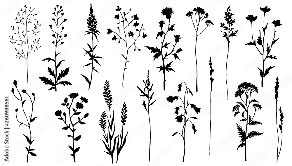 Set of black silhouettes of meadow herbs. Wildflowers. Wild grass. Vector illustration.