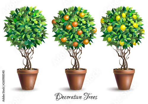 Set of decorative trees in pots on white background. Lime tree. Lemon tree. Orange tree. Houseplant. Vector illustration.