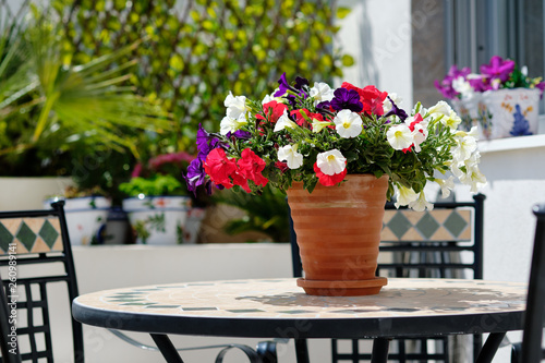 Multi coloured garden flowers in pot outdoors