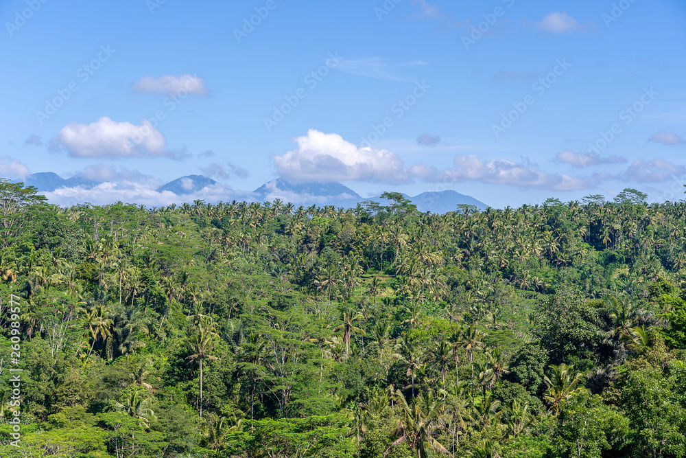 Landscape with rice fields, palm tree and Agung volcano at sunny day in island Bali, Indonesia. Nature and travel concept