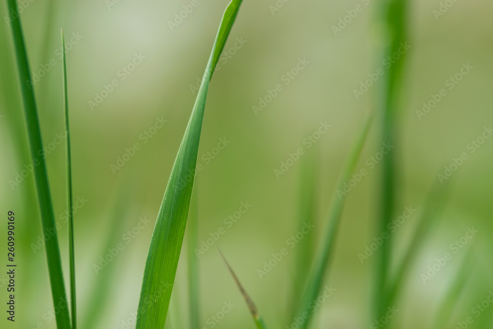 Close up of grass leaves nature background Close up of grass leaves nature background