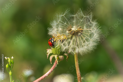 Nature background ladybug on dandelion.
