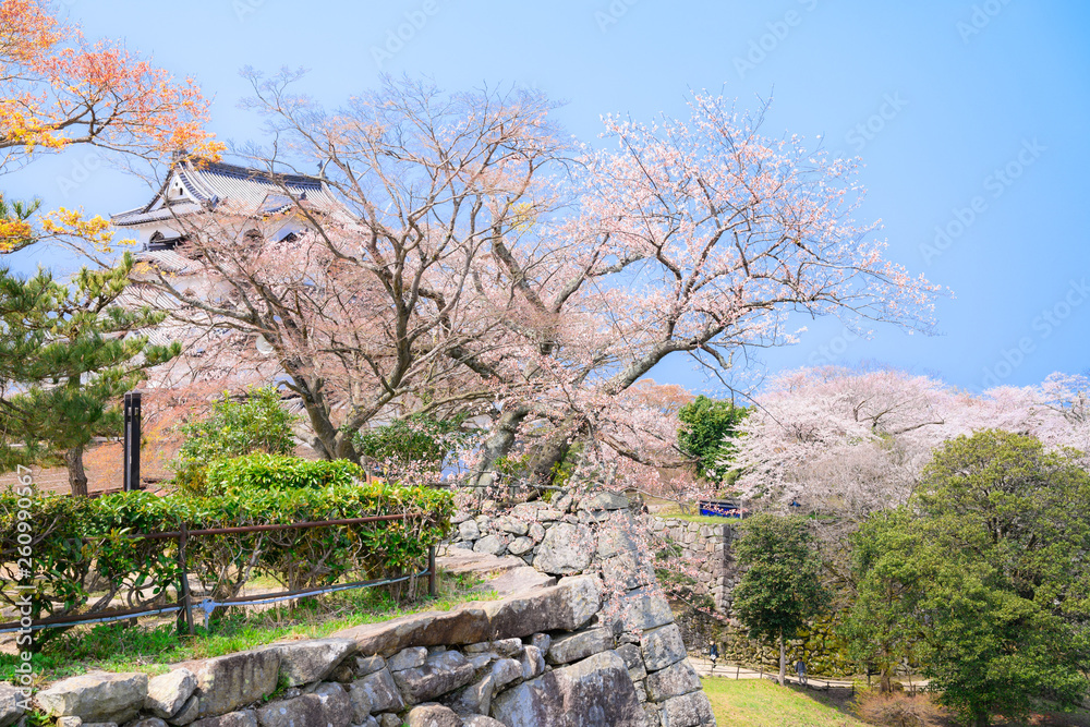彦根城　天守と石垣の桜