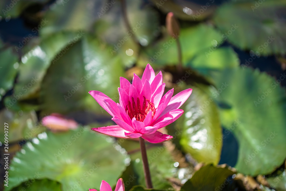 Beautiful pink lotus, water plant in a pond in the tropical garden. Island Bali, Indonesia Beautiful pink lotus, water plant in a pond in the tropical garden. Island Bali, Indonesia