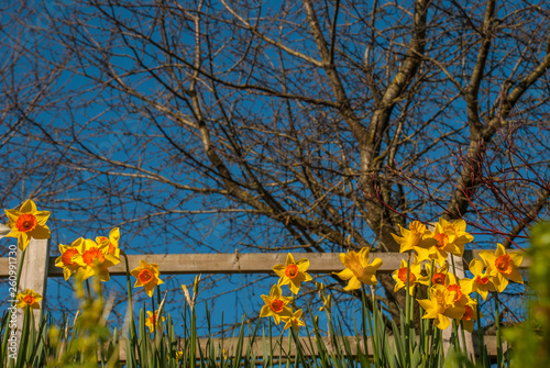 Fototapeta Naklejka Na Ścianę i Meble -  Yellow daffodil flower in the field