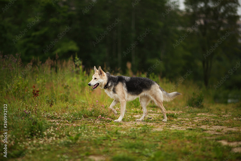 Side view at husky dog walking on a green meadow looking aside. Green trees and grass background. Raining