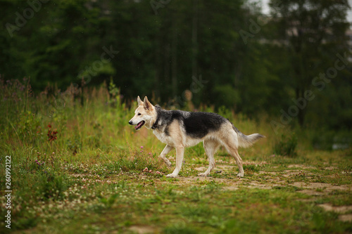 Side view at husky dog walking on a green meadow looking aside. Green trees and grass background. Raining © Alexandr