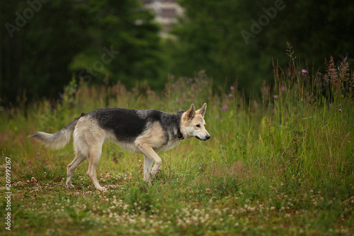 Side view at husky dog walking on a green meadow looking aside. Green trees and grass background. Raining