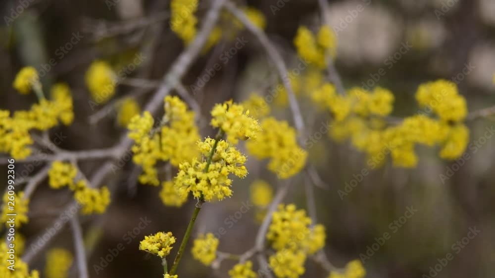 dogwood blooms in spring yellow flower. copy space. dogwood blooms in spring yellow flower. copy space.