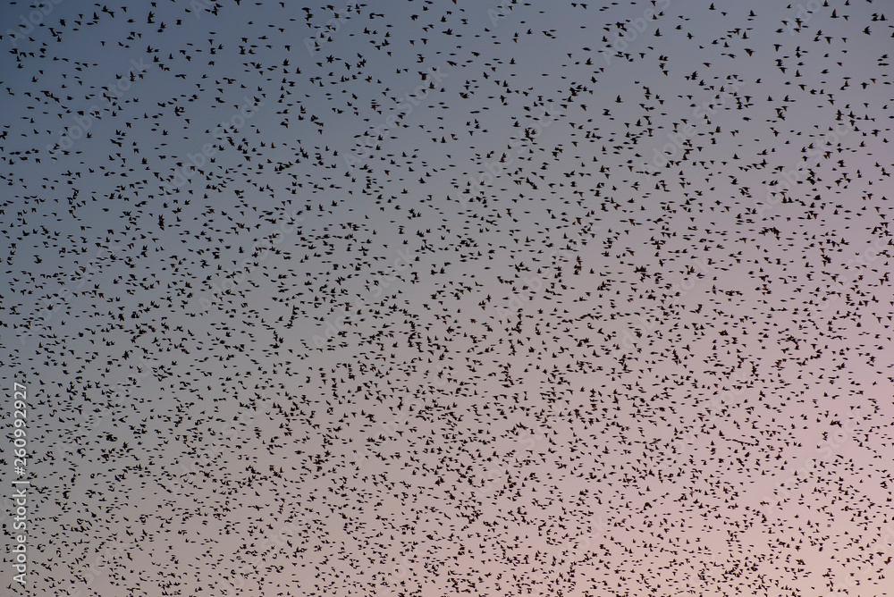 Himmel voller Vögel Himmel voller Vögel