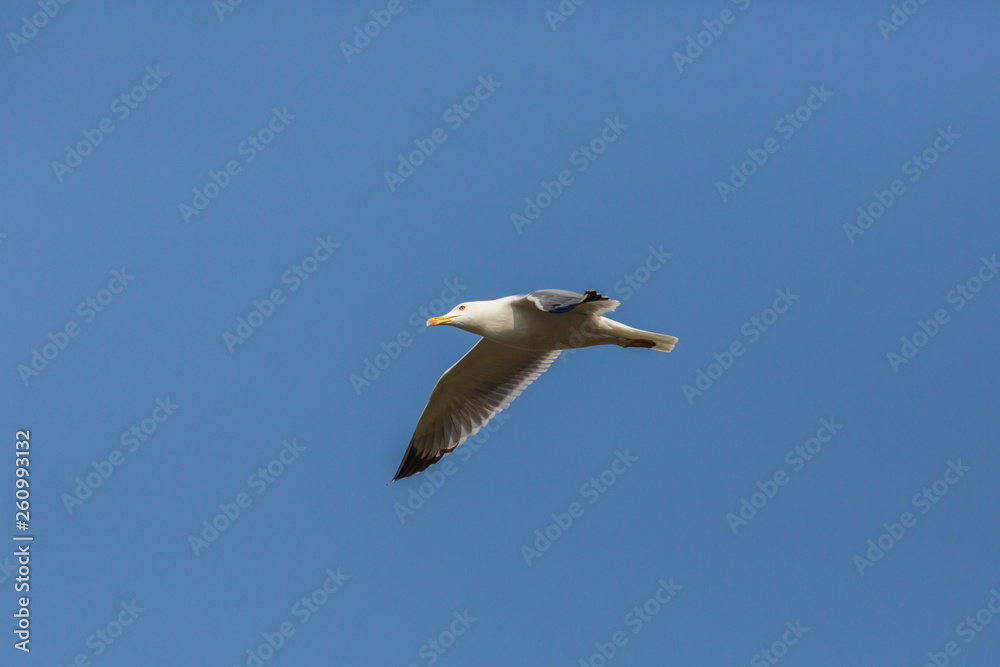 Obraz premium isolated flying sea gull (larus michahellis), blue sky