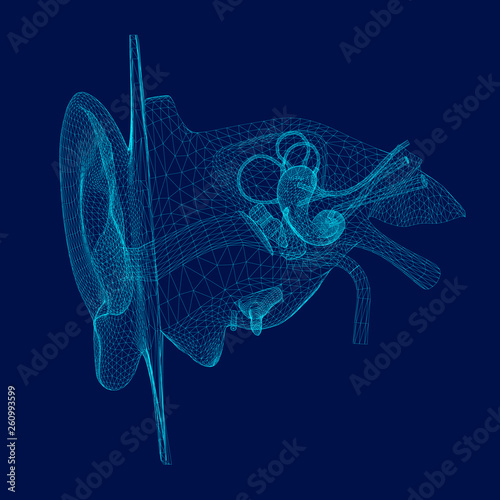 Wireframe of the internal structure of the human ear. 3D. Front view. Vector illustration