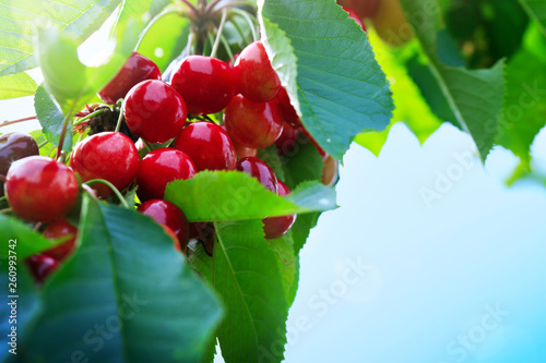 Macro shot of red cherries hanging on a tree branch. Nature background.