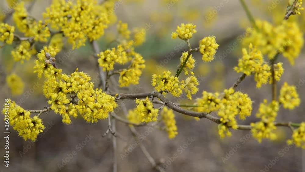 dogwood blooms in spring yellow flower. copy space. dogwood blooms in spring yellow flower. copy space.