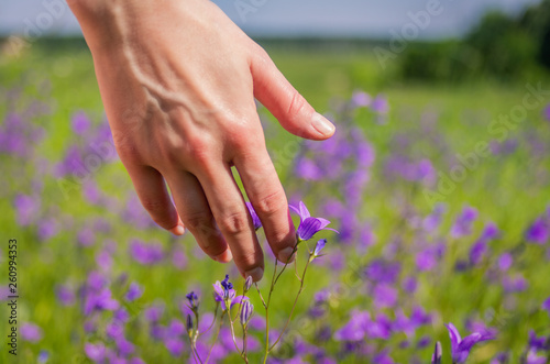 Closeup female hand touches purple wildflowers in a field in spring © Michael Kachalov