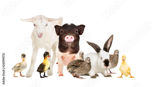 Cute farm animals together isolated on white background