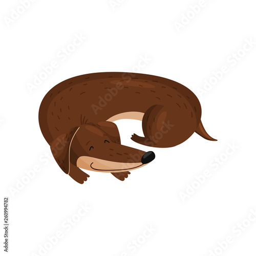 Sleeping cute dachshund on white background. Doggy lifestyle.