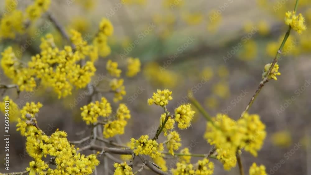 dogwood blooms in spring yellow flower. copy space. dogwood blooms in spring yellow flower. copy space.
