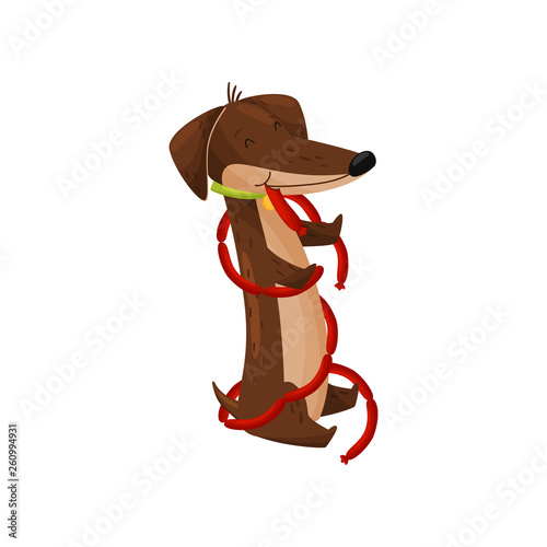 Happy dachshund with sausages on white background.