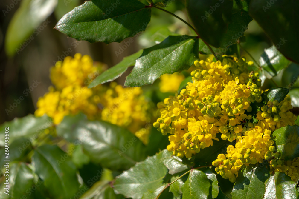 Bright yellow color of spring flowers Mahonia Aquifolium against the dark green of the plant. Wonderful natural background for any idea. Selective focus. Bright yellow color of spring flowers Mahonia Aquifolium against the dark green of the plant. Wonderful natural background for any idea. Selective focus.