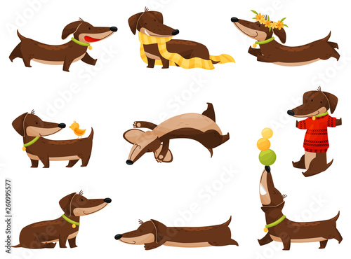 Cartoon dachshunds on white background. Vector illustration.