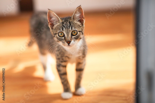 Grey and white Cat stands in a baclony on the floor, white wall background