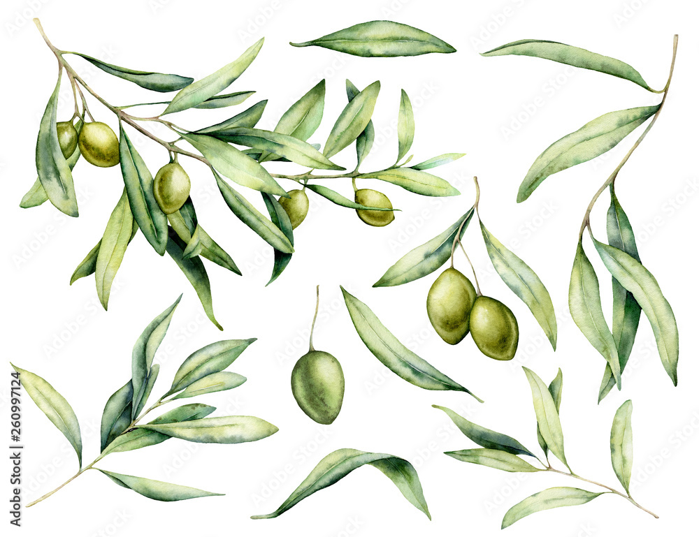 Watercolor green olive, branch and leaves set. Hand painted floral ...