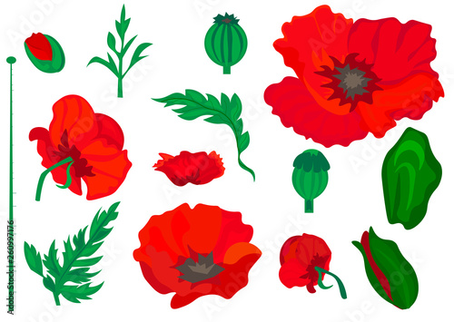Poppy. Beautiful bright realistic flowers of red color on a white background. Vector illustration.