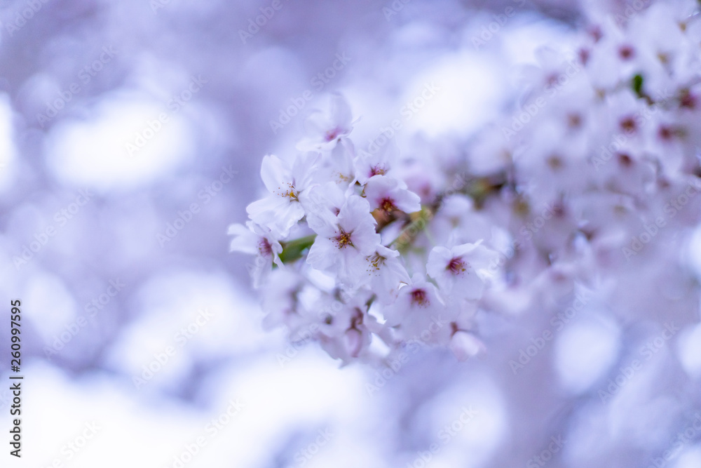 桜