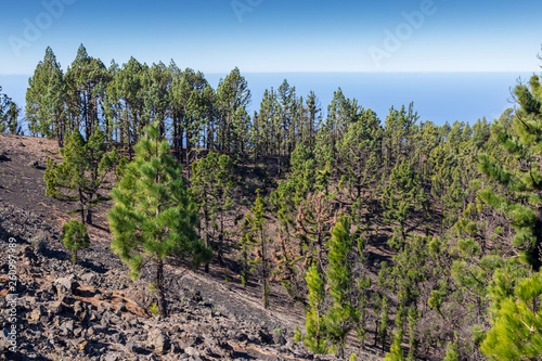 Wood pile at El Paso Del Pilar mountain at La Palma. Canary Islands. Spain