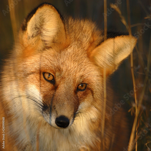 RENARD ROUX (RED FOX) (VULPES VULPES)
