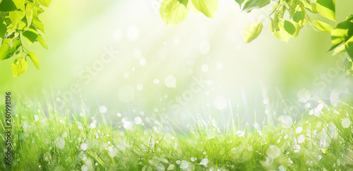 Spring summer background with a frame of grass and leaves on nature. Juicy lush green grass on meadow with drops of water dew sparkle in morning light outdoors close-up, copy space, wide format.