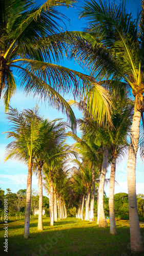 palm trees on beach 