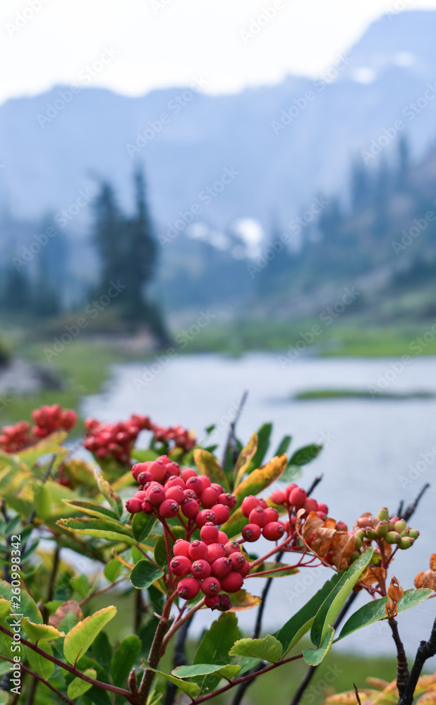 Fototapeta premium Red Berries on a Mountain