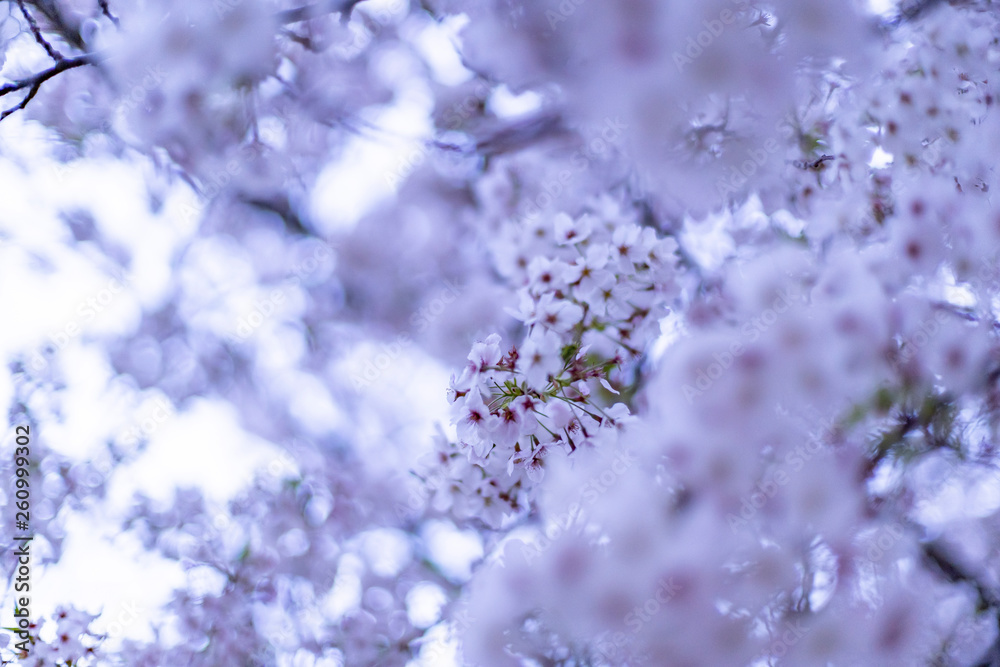 桜 桜