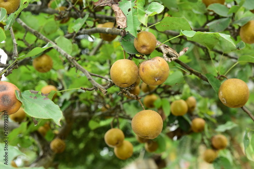 Pear tree is full of fruit