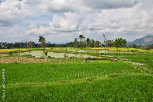 rice field, Sumatra, Indonesia