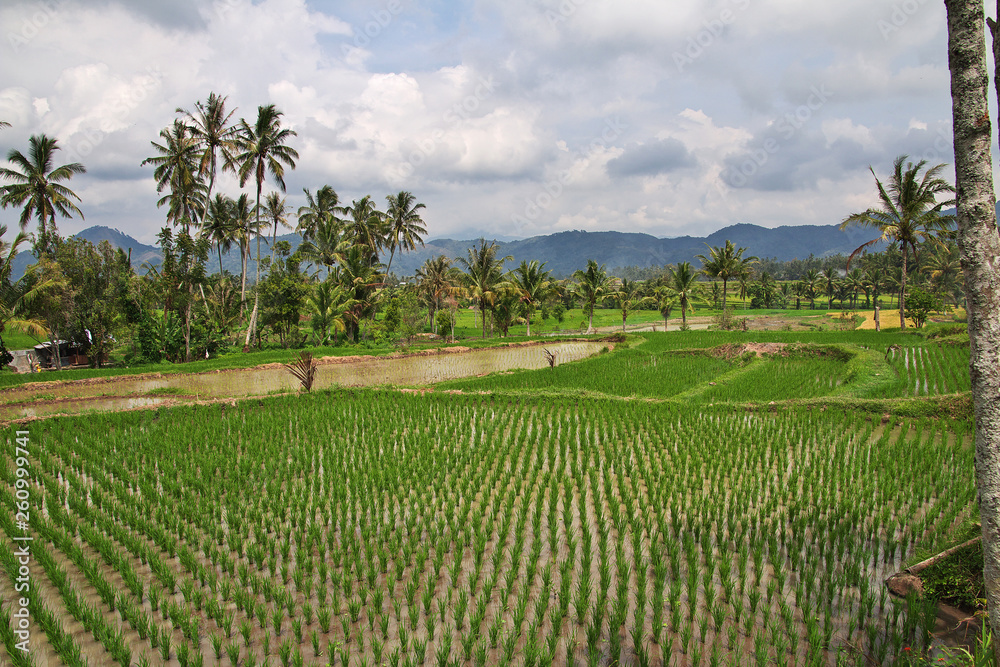 rice field,  Sumatra, Indonesia