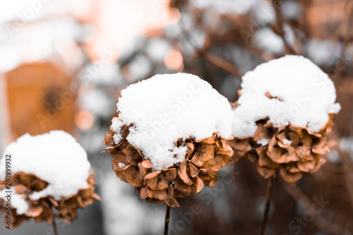 Snowfall in the Garden