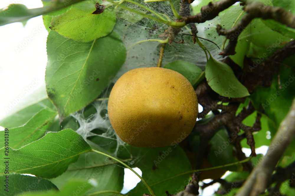 Pear tree is full of fruit