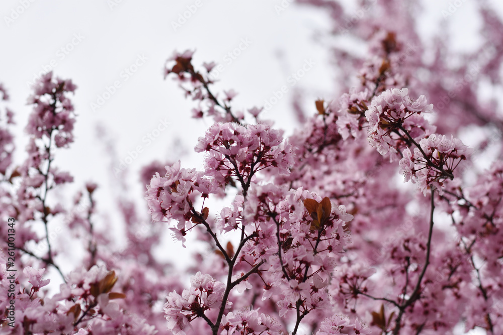 Almendro rosa en flor. Almendro rosa en flor.