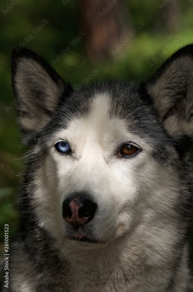 husky dog husky dog