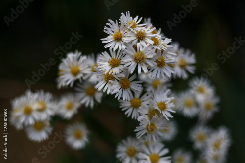 White daisy flower field  high angle