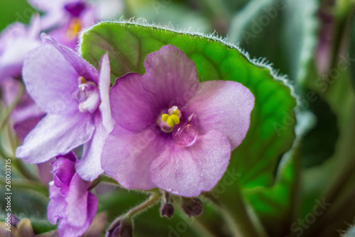 close up shot of dew drop on violet petal