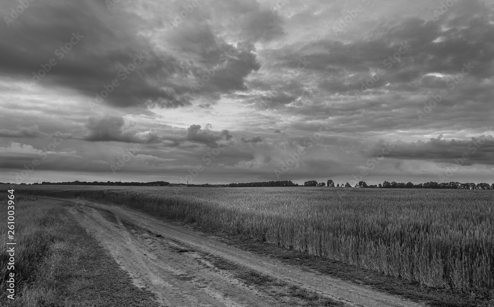 Fields landscape in summer sunset and sunrise Fields landscape in summer sunset and sunrise